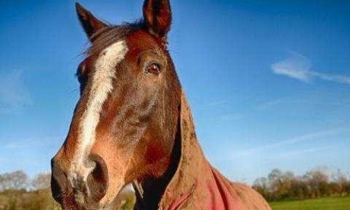 首乌藤泡酒有什么功效-首乌藤泡酒有什么功效、首乌藤的吃法 -首乌藤煲汤的功效网